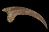 2.4" Raptor (Acheroraptor?) Killing Claw - North Dakota - #130391-4